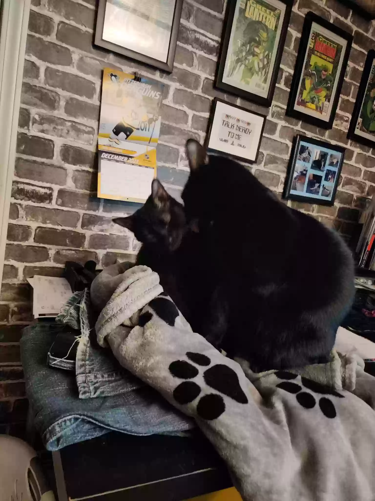 adoptable Cat in Cartersville,GA named Thorne